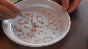 Лучший способ замачивания семян томатов перед посадкой!