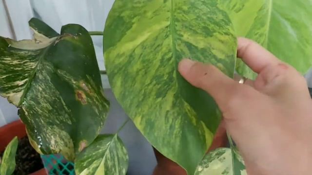 Monstera Marmorata Tricolor? Awas Jangan Salah Beli !!!