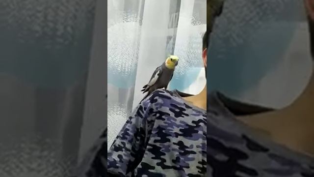 Попугай корелла играет, кусается смотреть онлайн