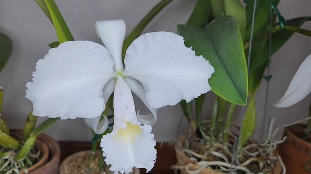 #Cattleya#trianae f.albescens 'Elena'(OG)SM/JOGA смотреть онлайн