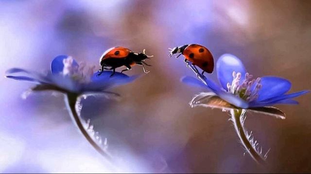 Поверить в божественную Любовь и предназначение свыше. Ченнелинг. НОАР Наташа Александрова смотреть онлайн