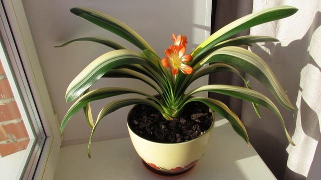 Сказочный цветок - Кливия смотреть онлайн