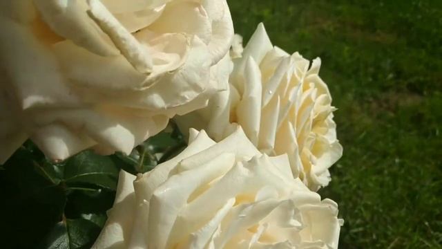 Роза Поло (Polo)Белая роза смотреть онлайн