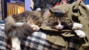 Yoll's stream домашний сычевальный с совами