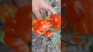 необычный томат черри Аккордеон