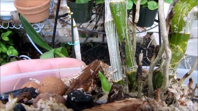 Unknown Dendrobiums short update смотреть онлайн