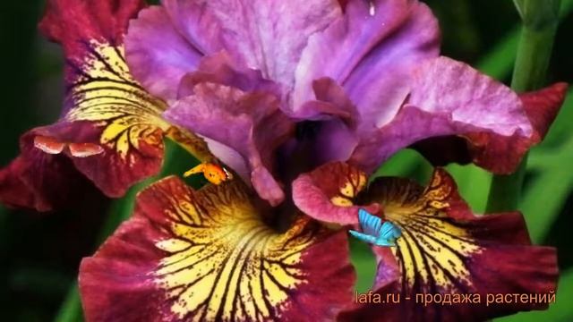 Ирис сибирский Мисс Эппл (iris sibirica) ? ирис Мисс Эппл обзор: как сажать саженцы ириса Мисс Эппл смотреть онлайн