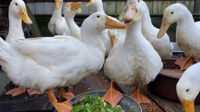 Выращивание уток в домашних условиях. Мои результаты за 60 дней. Разведение уток для начинающих. смотреть онлайн