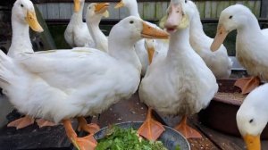 Выращивание уток в домашних условиях. Мои результаты за 60 дней. Разведение уток для начинающих.
