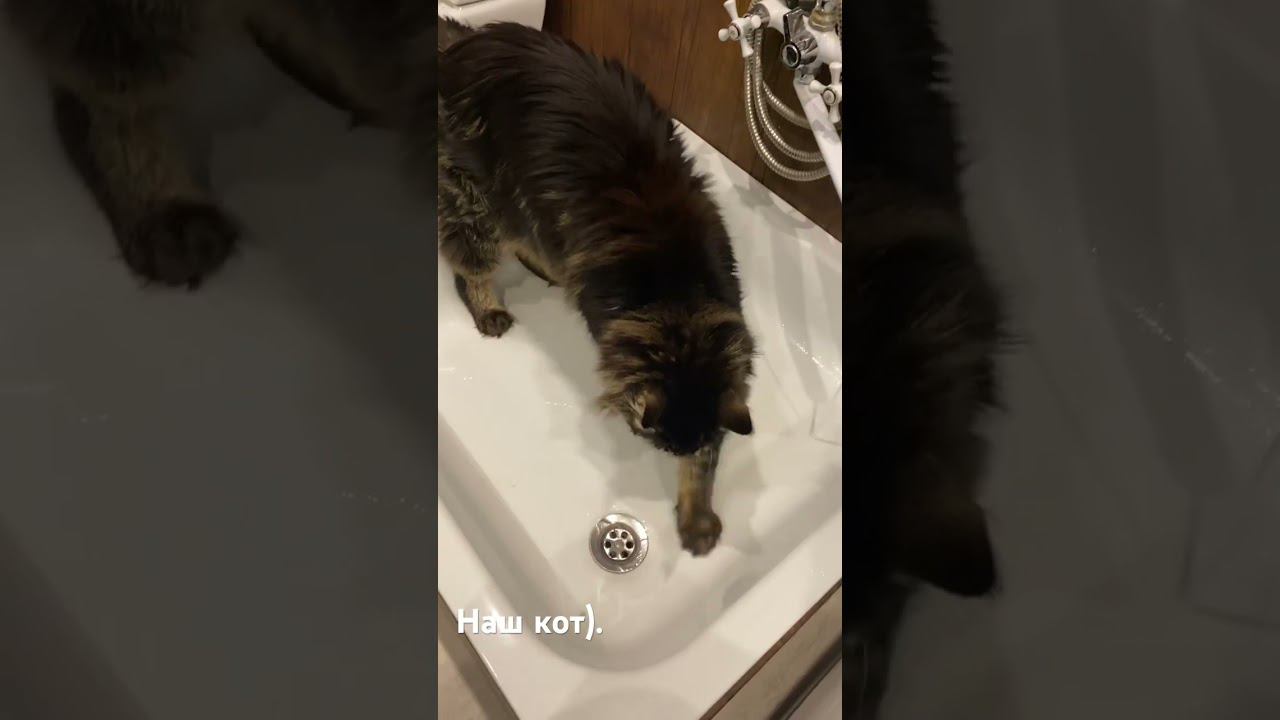 Кот наших друзей Андрея Бороды Рухлова. Умеет могет практикует))).