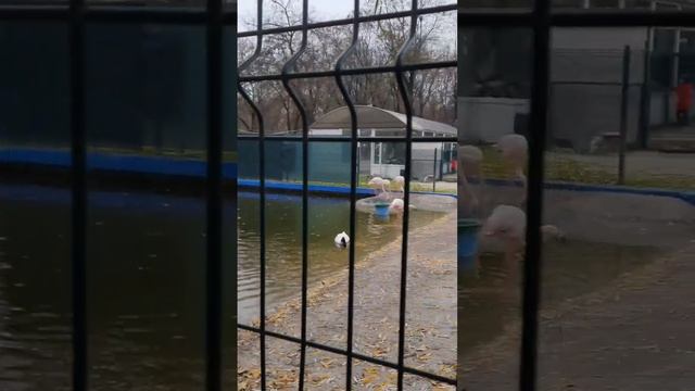 Встретили Фламинго#птицы #лебеди #фламинго смотреть онлайн