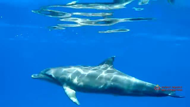 ПОДВОДНОЕ ПЛАВАНИЕ НА КРАСНОМ МОРЕ смотреть онлайн