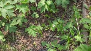 Медный ручей, металл повсюду. Сахалин.