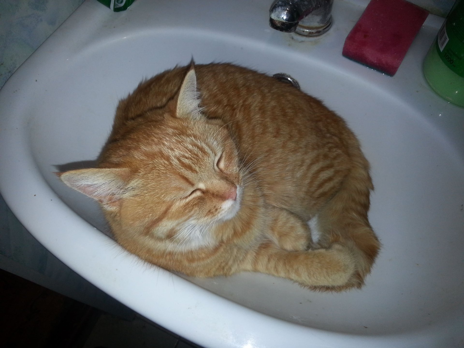 Рыжий кис смотреть онлайн