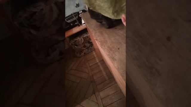 Мои кошки: Амури, Пуша и Сластёна. Все семейство в сборе. Петербург. смотреть онлайн