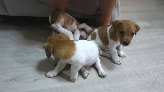 Очаровашки. Щенки Джек Рассел Терьера. Jack Russell Terrier puppies. смотреть онлайн