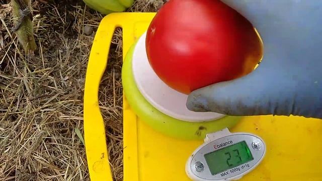 Томат- Ламбада ??? смотреть онлайн