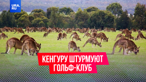 Сотни кенгуру захватили гольф-клуб в Австралии