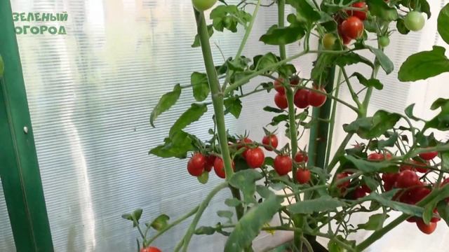 Томат ФИНИК КРАСНЫЙ F1. Обзор сортов ТОМАТОВ! смотреть онлайн