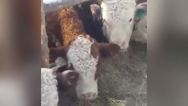 Бычки Герефорды и Казахская Белоголовая.Ферма.Продажа.Россия смотреть онлайн