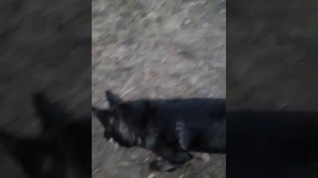 чих и восточник смотреть онлайн