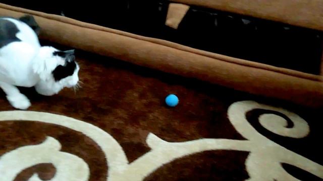 Радость домашних друзей