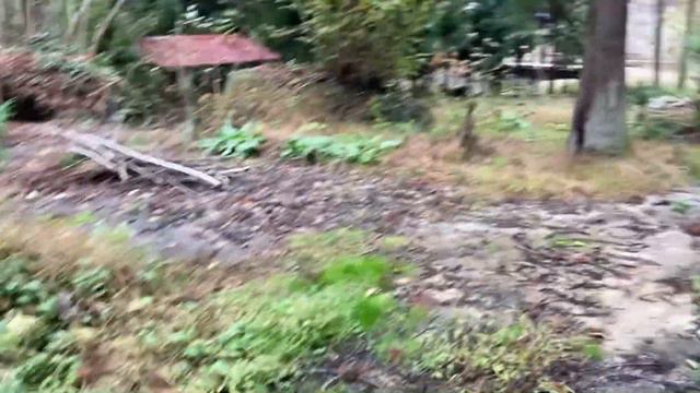 Продаётся форелевая ферма с рестораном и домом,15 км. от Батуми. смотреть онлайн