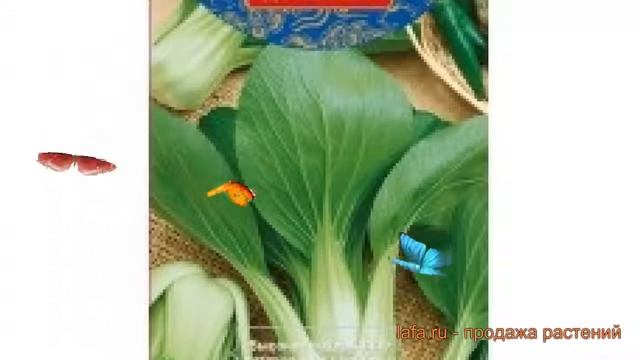 Капуста китайская Краса востока (krasa vostoka) ? обзор: как сажать, семена капусты Краса востока смотреть онлайн