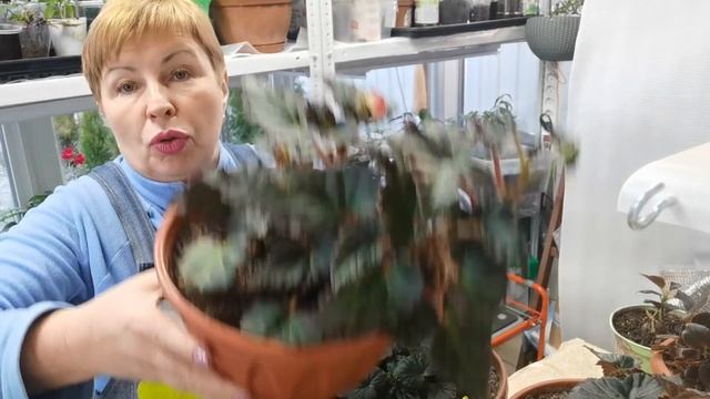 Как сохранить БЕГОНИЮ зимой?! Мой личный опыт. Когда сеять семена бегонии? Обзор сортов смотреть онлайн