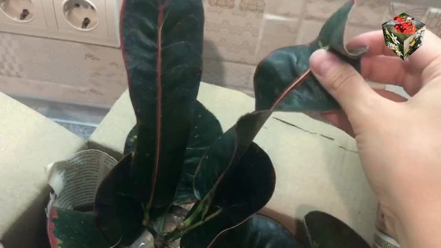 КРОТОНЫ, КОТОРЫЕ НЕ КУПИТЬ В МАГАЗИНЕ -  сорта - Овалифолиум и Ари. Долгожданная посылочка