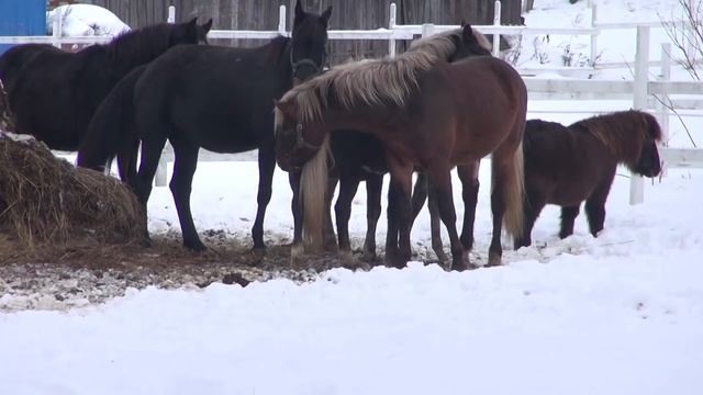 Свободная случка лошадей. Зоотехника. Зоопсихология. смотреть онлайн