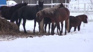 Свободная случка лошадей. Зоотехника. Зоопсихология.