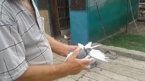 Турне по голубеводам Донбасса. Часть 4: «В гостях у Горбачёва Е.М. пос. Новоекономическое».