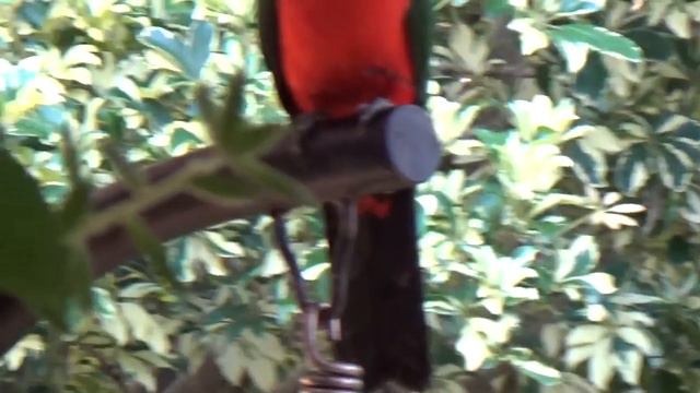 King Parrot. Прилетел Королевский Попугай смотреть онлайн