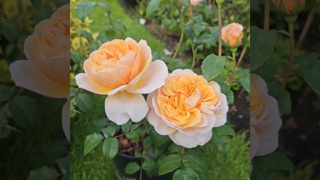 Rose Floriana смотреть онлайн