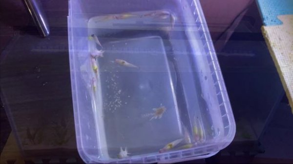 Перекорм рыбок Печальные последствия