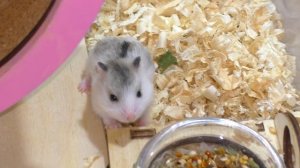 Ореша Укусила Розу! / Хомячата уже Бегают в Колесике / Что мы Скрывали про Куки? / Alisa Easy Pets