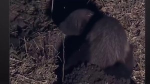 Медоеду всё пох...