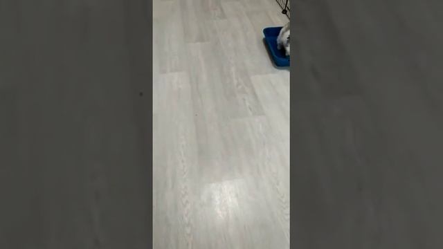 болонка цветная мальтезе щенок продажа купить москва мини смотреть онлайн