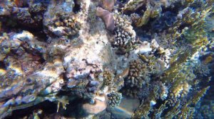 Подводный мир красного моря. Релакс видео 4К.