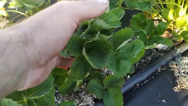 Клубника Азия, Клери