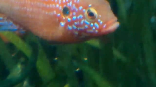 Хромис красавец папа с детьми смотреть онлайн