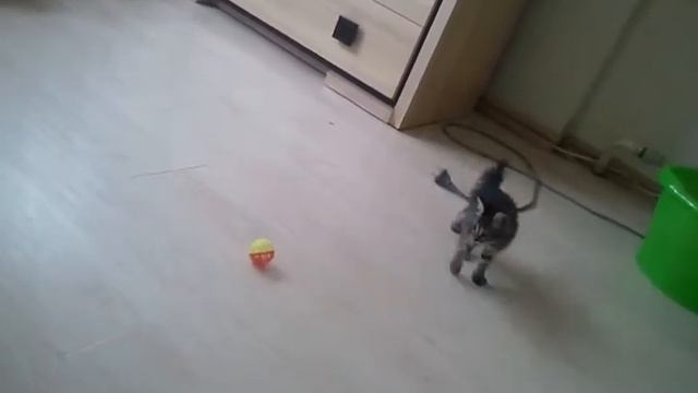 30 мая 2015 год. нашей любимице 2 месяца смотреть онлайн