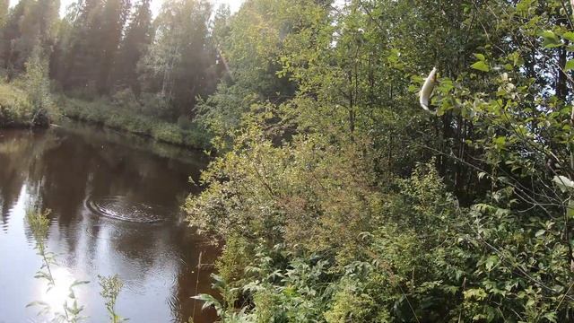 За хариусом на новую речку по границе пермского края и коми. Сжег сеть. смотреть онлайн