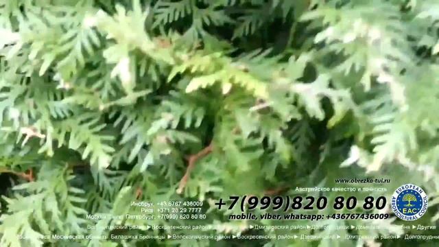 Обрезка туй живой изгороди в Москве тeл.: +7(999) 820-80-80 австрийское качество смотреть онлайн