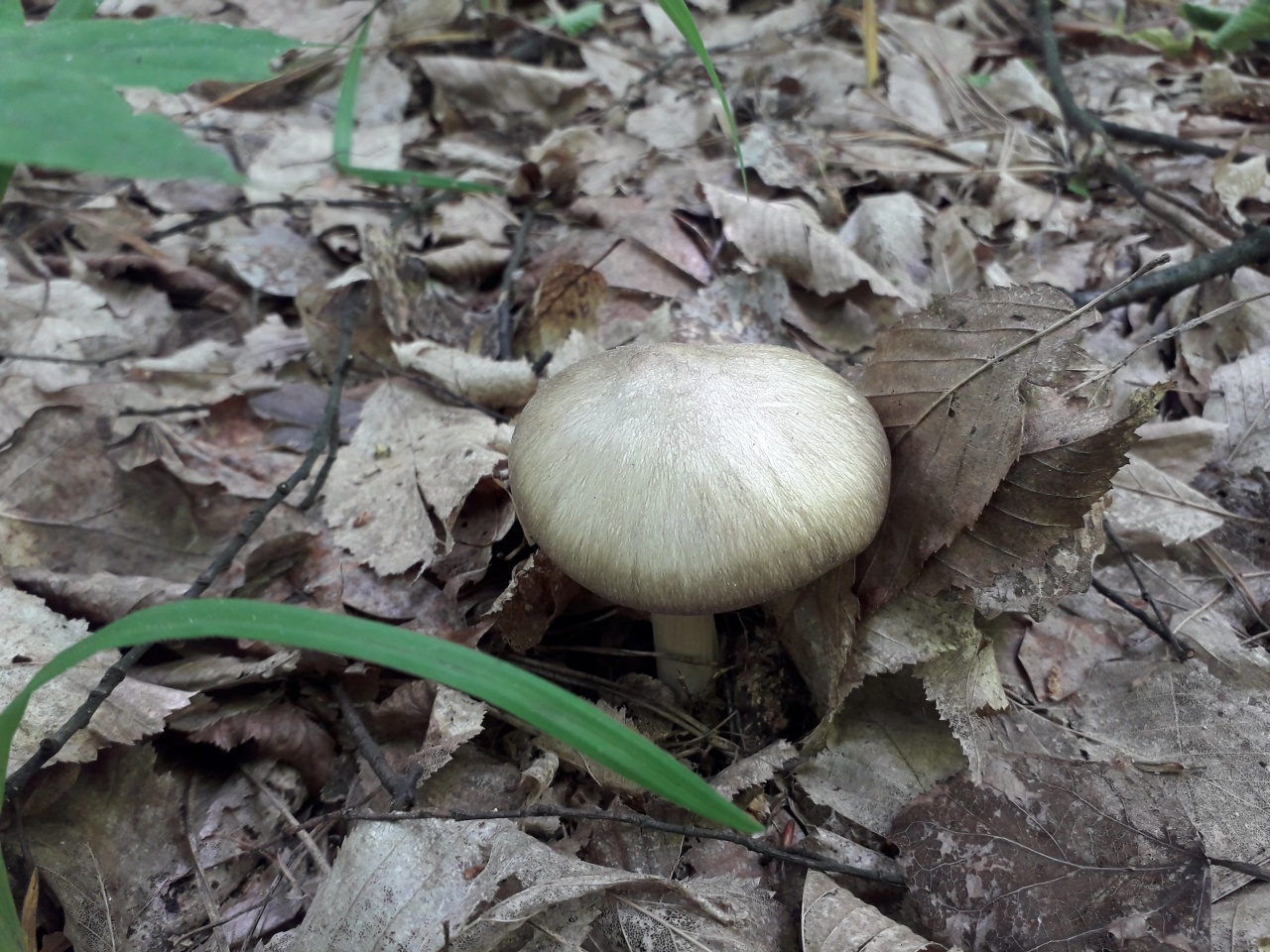 КОЛЛИБИЯ ШИРОКОПЛАСТИНЧАТАЯ, гриб-денежка или берестянка! Грибная азбука. смотреть онлайн