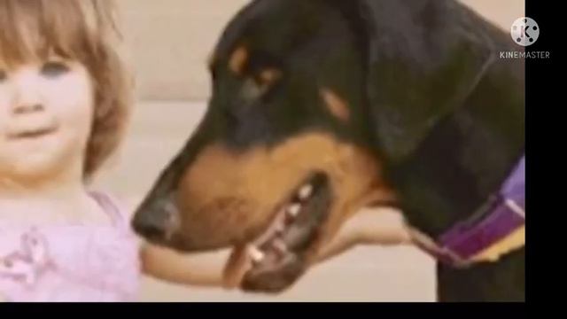 2-летняя девочка играла с доберманом. Внезапно пёс оскалился на малышку, как оказалось он спас её смотреть онлайн