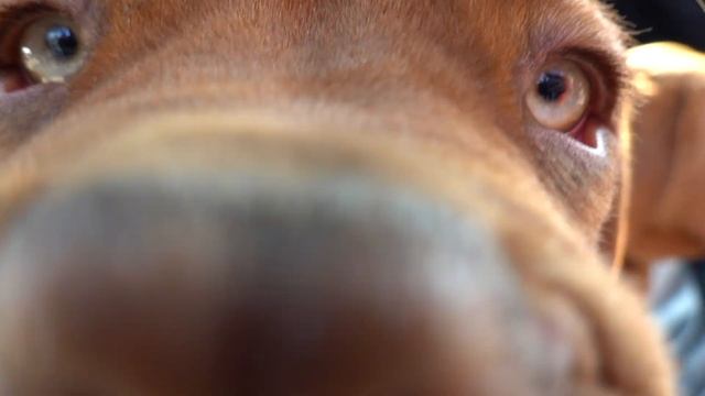 ЩЕНКИ ГИГАНТЫ! Бордосский дог. Староконный рынок. Одесса смотреть онлайн