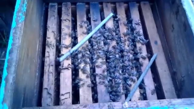 Изоляция матки в сентябре для выращивания долгоживущих пчёл в зиму в 2л бутыле. смотреть онлайн