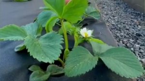 КАК УХАЖИВАТЬ ЗА КЛУБНИКОЙ